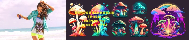 Псилоцибиновые грибы Cubensis  Стрежевой 